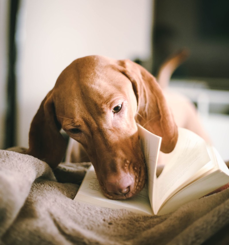 Dog grooming, dog groomer Storrington, Findon, Coldwaltham, Pulborough, Dial Post, Steyning, Amberly