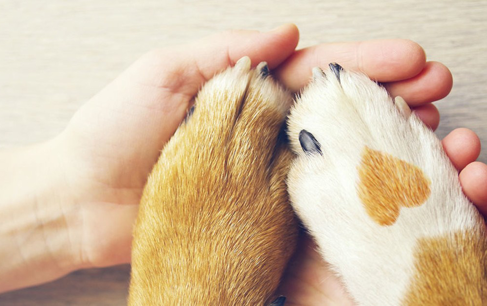 Dog grooming, dog groomer Storrington, Findon, Coldwaltham, Pulborough, Dial Post, Steyning, Amberly