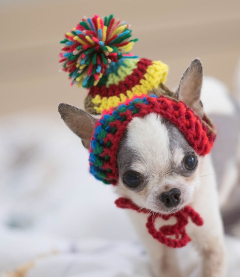 Dog grooming, dog groomer Storrington, Findon, Coldwaltham, Pulborough, Dial Post, Steyning, Amberly