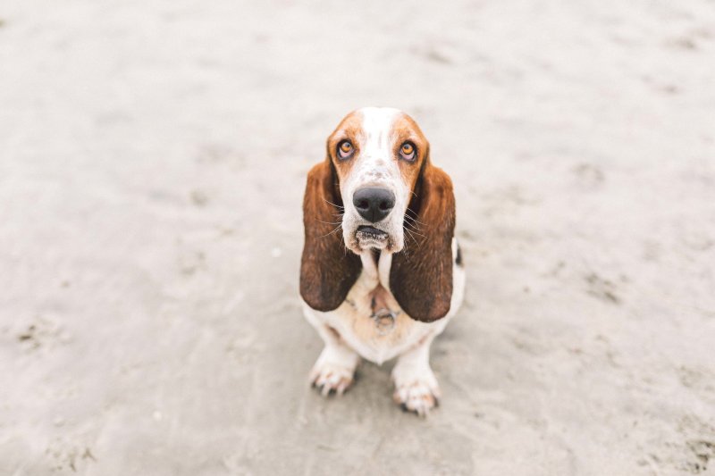 Dog grooming, dog groomer Storrington, Findon, Coldwaltham, Pulborough, Dial Post, Steyning, Amberly