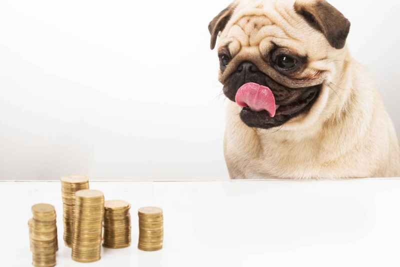 Dog grooming, dog groomer Storrington, Findon, Coldwaltham, Pulborough, Dial Post, Steyning, Amberly