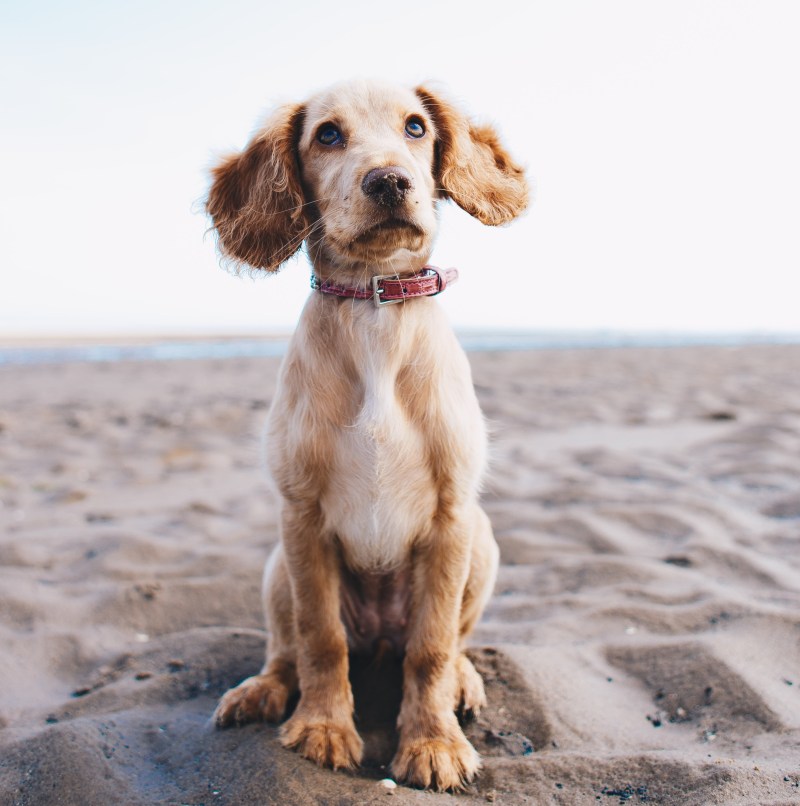 Dog grooming, dog groomer Storrington, Findon, Coldwaltham, Pulborough, Dial Post, Steyning, Amberly