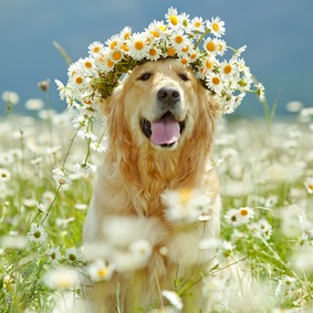 Dog grooming, dog groomer Storrington, Findon, Coldwaltham, Pulborough, Dial Post, Steyning, Amberly