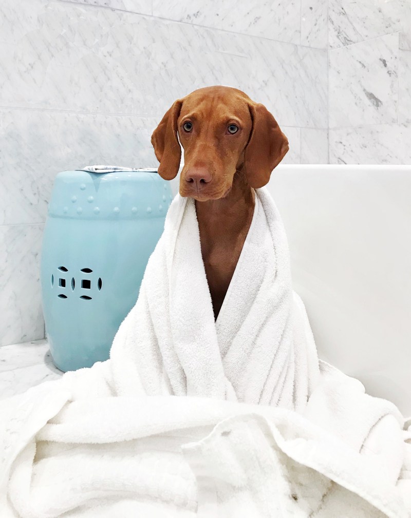 Dog grooming, dog groomer Storrington, Findon, Coldwaltham, Pulborough, Dial Post, Steyning, Amberly