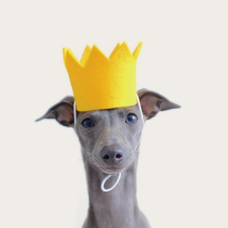 Dog grooming, dog groomer Storrington, Findon, Coldwaltham, Pulborough, Dial Post, Steyning, Amberly