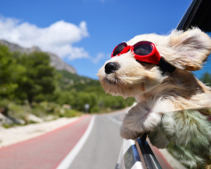 Dog grooming, dog groomer Storrington, Findon, Coldwaltham, Pulborough, Dial Post, Steyning, Amberly